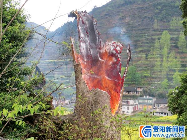 德江县平原乡一棵千年古楠遭雷击起火