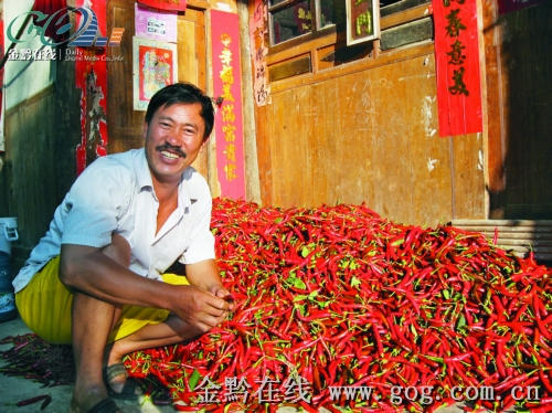 尚嵇镇茶山村钱科端今年试种的新品种辣椒喜获丰收，亩产量达3000多公斤