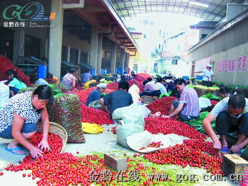 贵三红辣椒食品厂带动农户近4万户