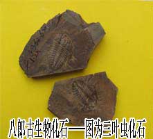 八郎古生物化石--三叶虫化石