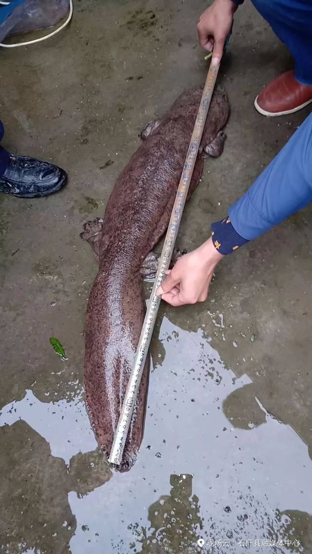 石阡花桥这条娃娃鱼长95厘米，重7.5公斤。