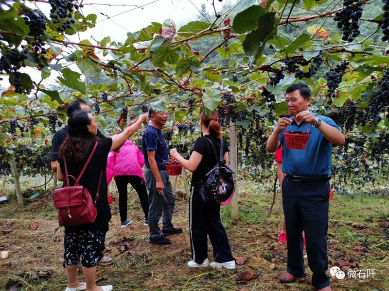 游客在石阡县花桥镇长安营村黑葡萄园采摘黑葡萄