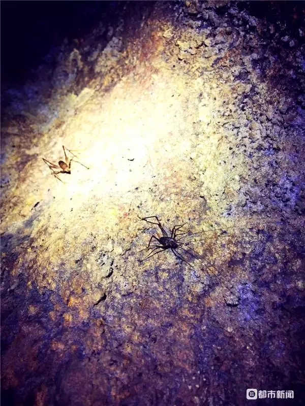 息烽县西山镇田冲村溶洞内发现的“长角蟋蟀”