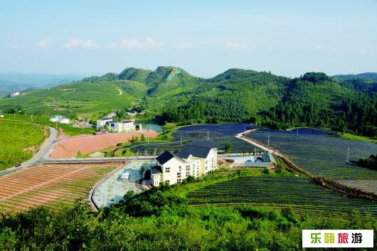 麻江县乌卡坪蓝梦谷有机蓝莓种植园区（图）