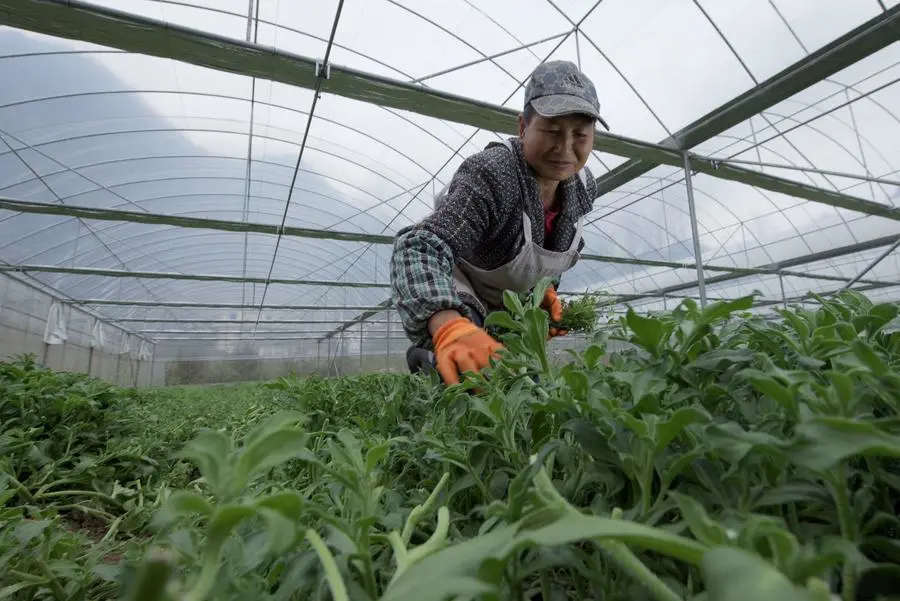 贵州六盘水冰菜种植基地