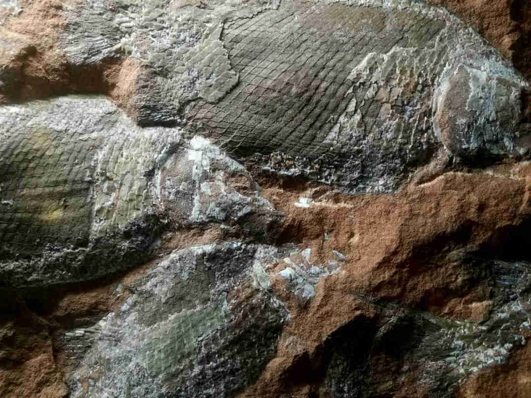保护区陈列的丹霞石山的鱼类化石