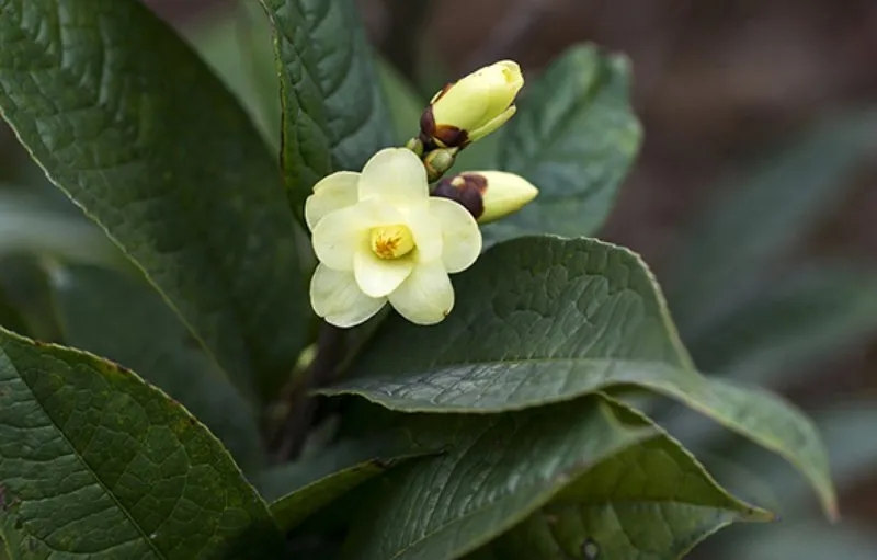 桫椤保护区穿行记之二丨小黄花茶：生长在仙境里的茶花皇后（图）