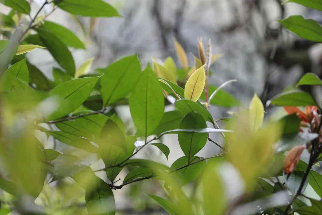 1981年，科学家们在这条沟里，发现了一种开着奇特小黄花朵的山茶科植物。随后，他们将这种山茶科植物，命名为小黄花茶。