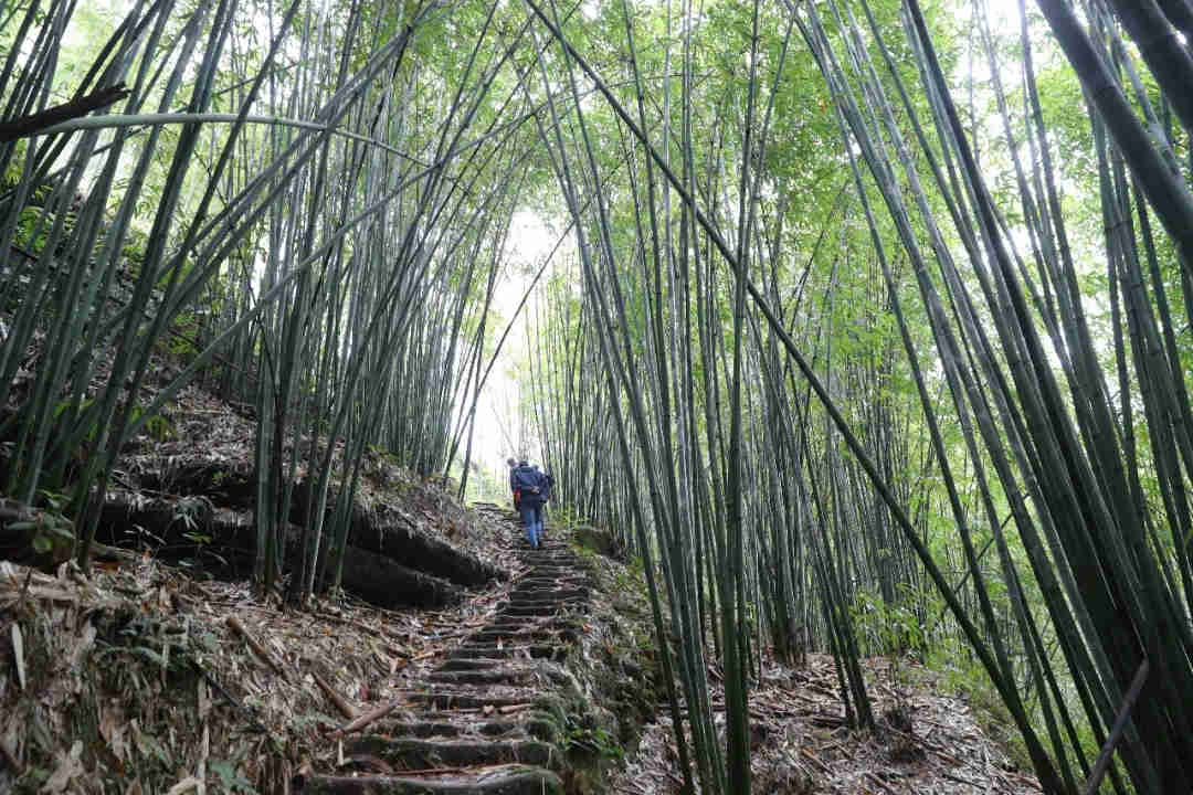 山坡上多数耕地种上了竹子。