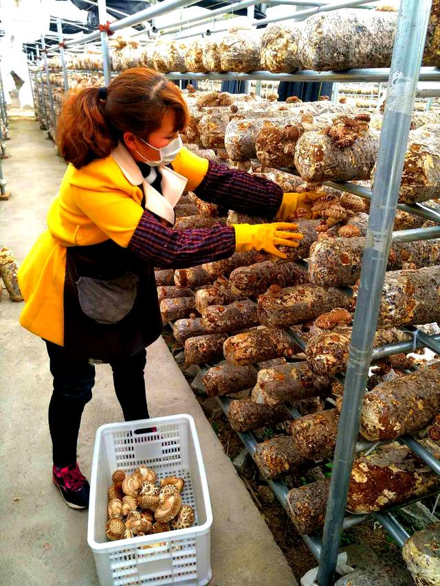 贵阳市修文县小箐镇崇恩村、大石乡三合村的食用菌生产基工作人员在采摘鲜菇