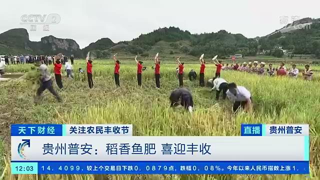 贵州普安：稻香鱼肥，喜迎丰收