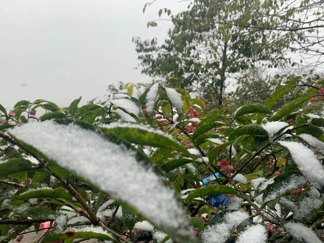 梵净山下雪 红叶配白雪