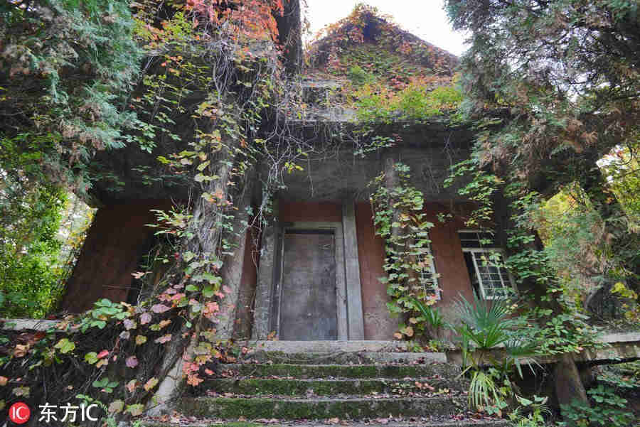 这些荒废多年的别墅被秋天五彩缤纷的红叶紧紧包裹，恰似人间仙境，宛如美丽的童话世界，成了现实版绿野仙踪