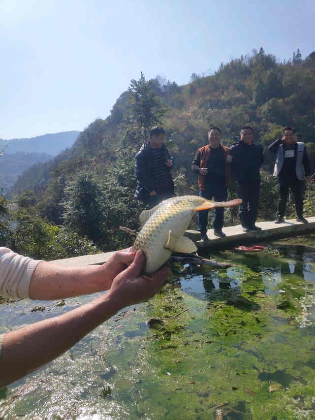 剑河县南明镇100亩养殖三年的稻田鲤鱼待售