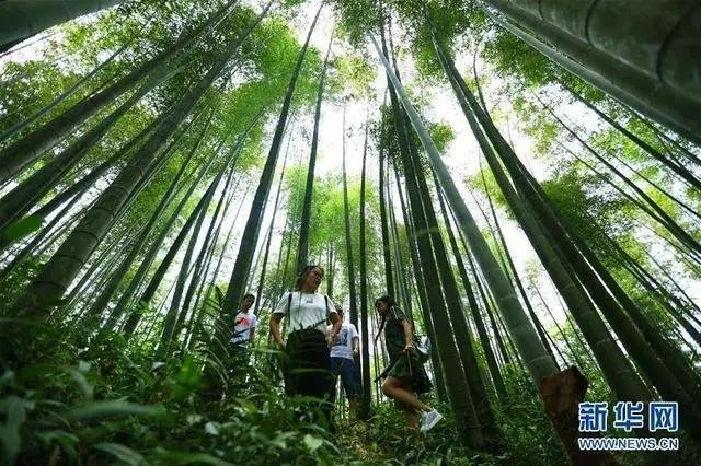 游客在赤水竹海国家森林公园游玩