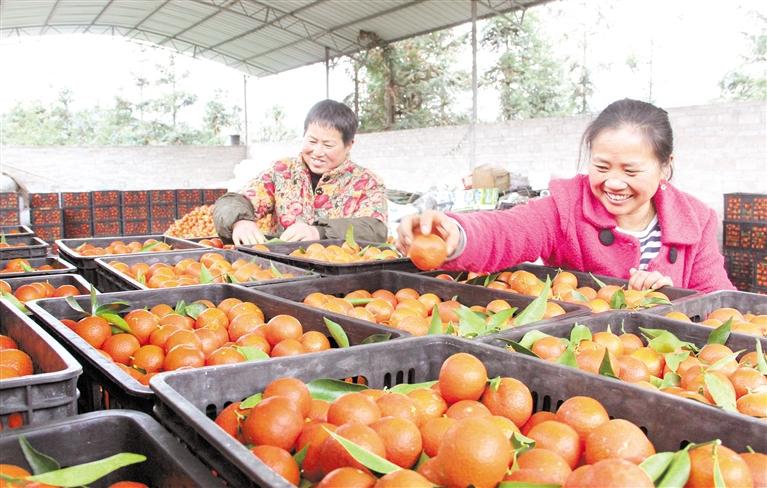 图为1月23日果农正在分拣蜜橘供应春节市场。 邰胜智 摄（贵州图片库发）