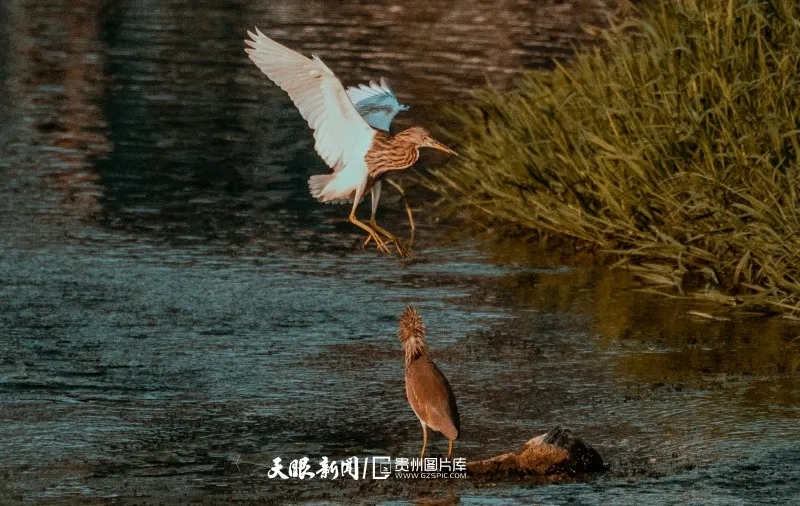 望谟北盘江国家湿地公园成了众多珍稀鸟类的栖息天堂