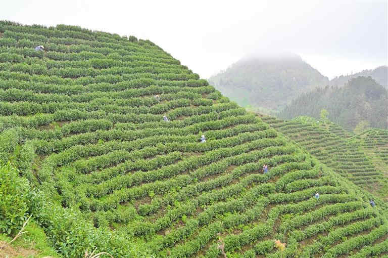 三都水族自治县东森茶业农民专业合作社茶山。 