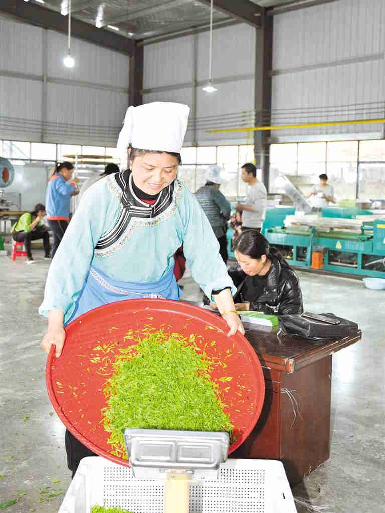 三都水族自治县东森茶业农民专业合作社老树兜茶园茶叶加工厂，茶农正在加工茶叶。 