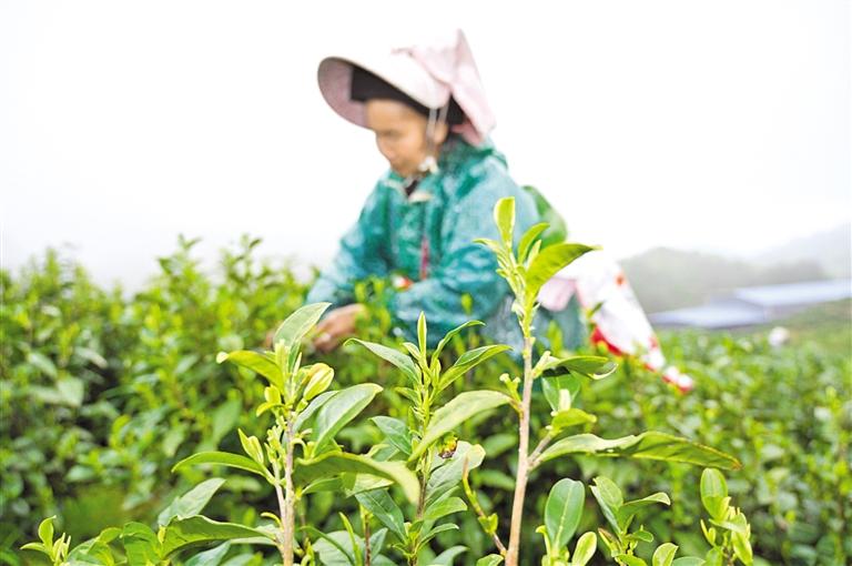 村民在三都水族自治县东森茶业农民专业合作社老树兜茶园采摘春茶。 
