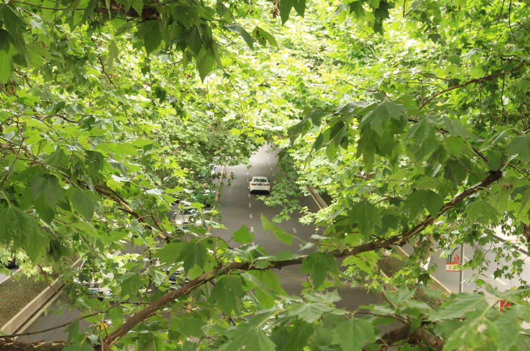 宝山路的梧桐树，一年四季动不动就以各种方式刷屏朋友圈