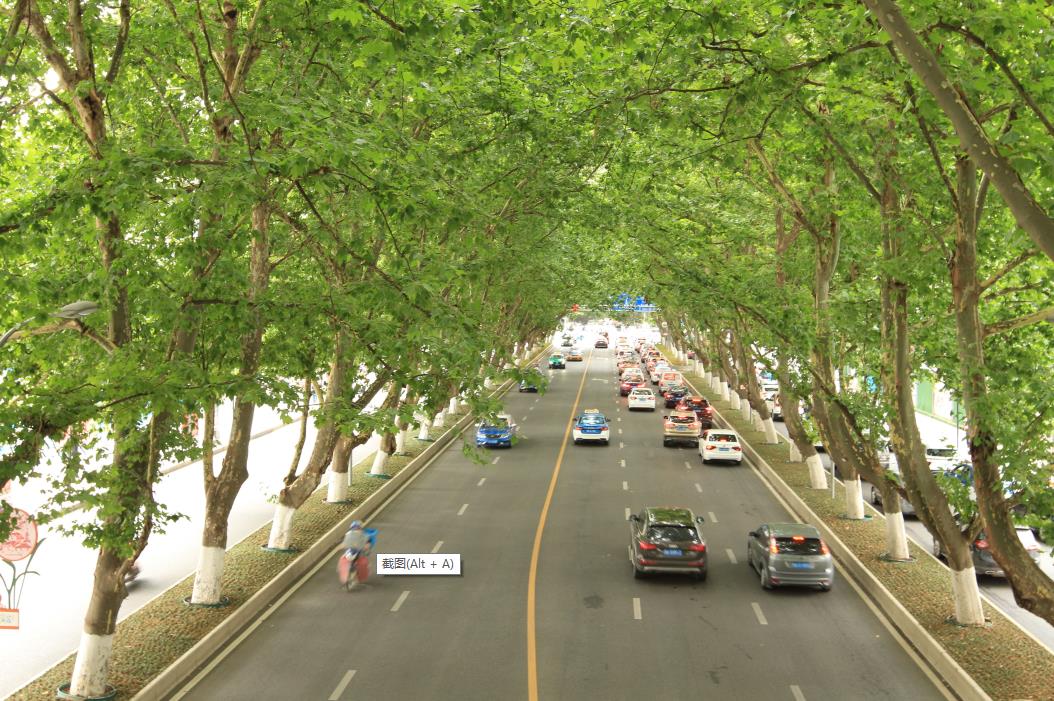 贵阳市云岩区宝山路上的法国梧桐树成长为大城市的“小森林”