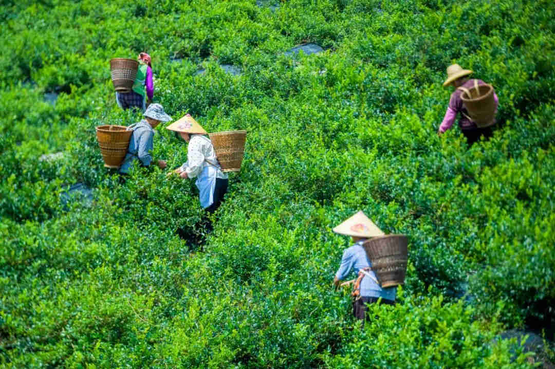 来凤盛产一种独特的植物――藤茶