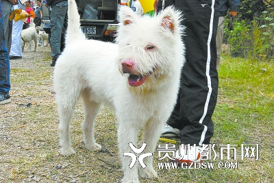 贵州麻江下司犬纯度较高的幼犬售价达5000元！（视频.图）